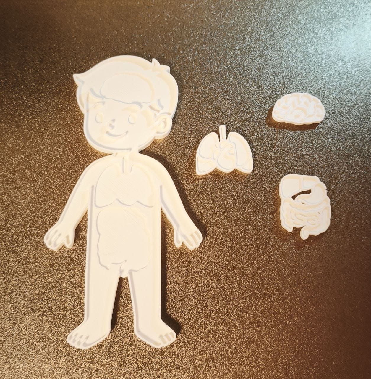 Kids' Educational Human Body
